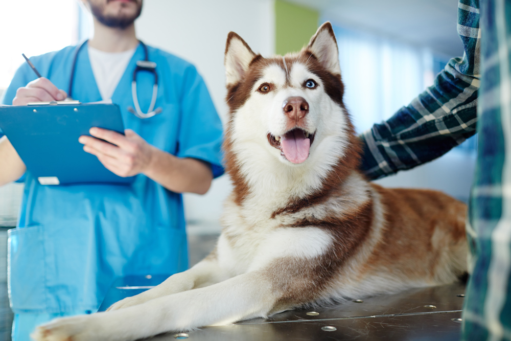 Comprehensive Vet Care | Veterinarian in Airway Heights, WA | West Plains  Animal Hospital