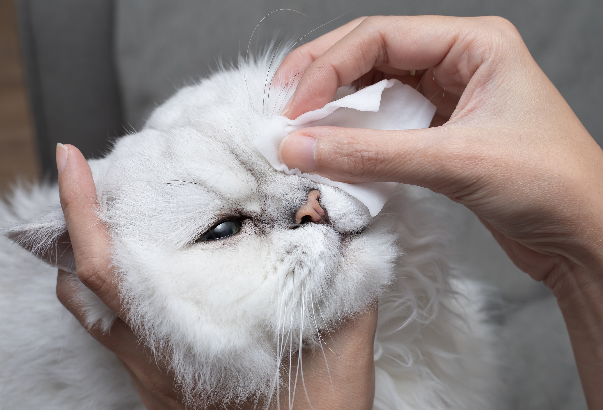 Pet Eye Infections FAQs